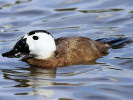 White-Headed Duck (WWT Slimbridge August 2010) - pic by Nigel Key